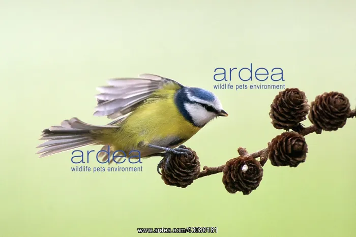 : Blue Tit (Cyanistes caeruleus) landing on a brench with wings spread : Blue Tit (Cyanistes caeruleus) landing on a brench with wings spread