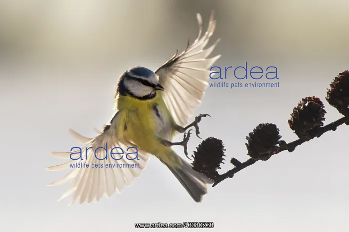 : Blue Tit (Cyanistes caeruleus) landing on a brench with wings spread : Blue Tit (Cyanistes caeruleus) landing on a brench with wings spread
