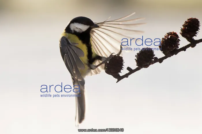 : Blue Tit (Cyanistes caeruleus) landing on a brench with wings spread : Blue Tit (Cyanistes caeruleus) landing on a brench with wings spread
