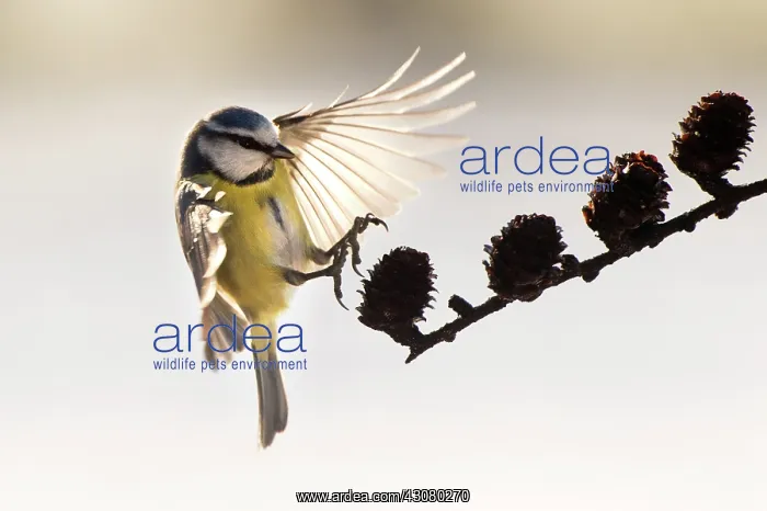 : Blue Tit (Cyanistes caeruleus) landing on a brench with wings spread : Blue Tit (Cyanistes caeruleus) landing on a brench with wings spread