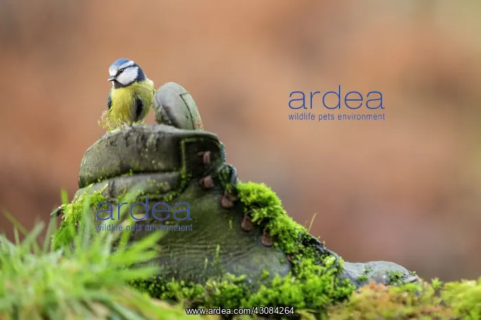 : Blue Tit. Adult Blue Tit (Cyanistes caeruleus) perching on a moss-covered old boot : Blue Tit. Adult Blue Tit (Cyanistes caeruleus) perching on a moss-covered old boot