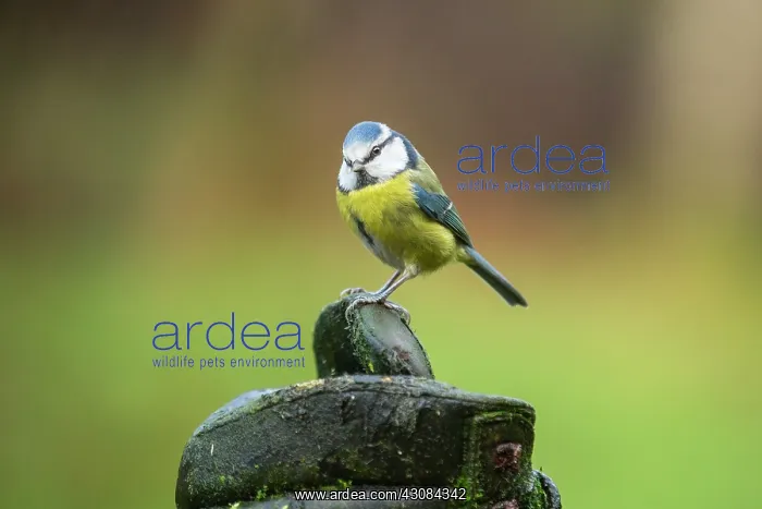 : Blue Tit. Adult Blue Tit (Cyanistes caeruleus) perching on a moss-covered old boot : Blue Tit. Adult Blue Tit (Cyanistes caeruleus) perching on a moss-covered old boot