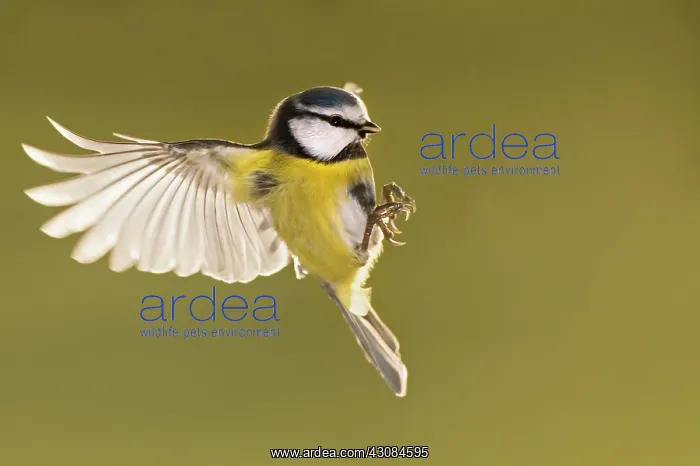 : Blue Tit (Cyanistes caeruleus) in flight, ready for landing : Blue Tit (Cyanistes caeruleus) in flight, ready for landing