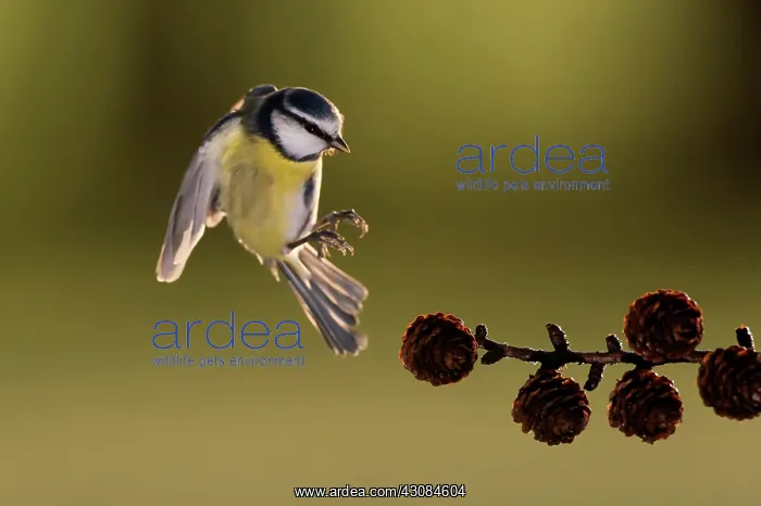 : Blue Tit (Cyanistes caeruleus) in flight, landing on a brench : Blue Tit (Cyanistes caeruleus) in flight, landing on a brench