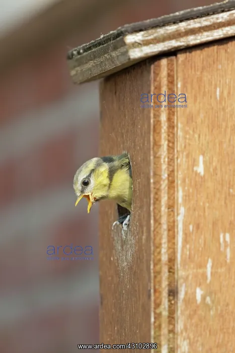: Blue Tit (Cyanistes caeruleus) juvenile looking out from a birdhouse : Blue Tit (Cyanistes caeruleus) juvenile looking out from a birdhouse