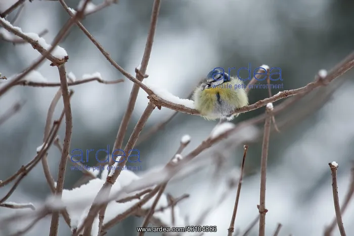 : Blue Tit (Cyanistes caeruleus) enduring the bitter cold and snow of winter : Blue Tit (Cyanistes caeruleus) enduring the bitter cold and snow of winter