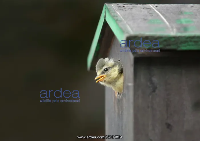 : Blue Tit. Hungry newly hatched Blue Tit (Cyanistes caeruleus) on the lookout : Blue Tit. Hungry newly hatched Blue Tit (Cyanistes caeruleus) on the lookout