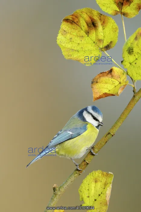 : Blue Tit (Parus caeruleus) perched on unidentified twig with leaves in autumn colors : Blue Tit (Parus caeruleus) perched on unidentified twig with leaves in autumn colors