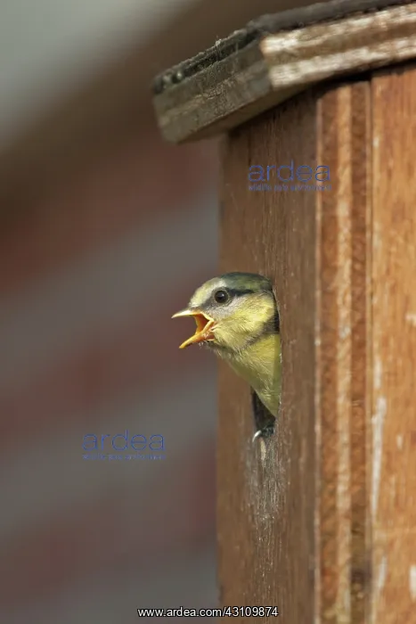 : Blue Tit (Cyanistes caeruleus) juvenile looking out from a birdhouse : Blue Tit (Cyanistes caeruleus) juvenile looking out from a birdhouse