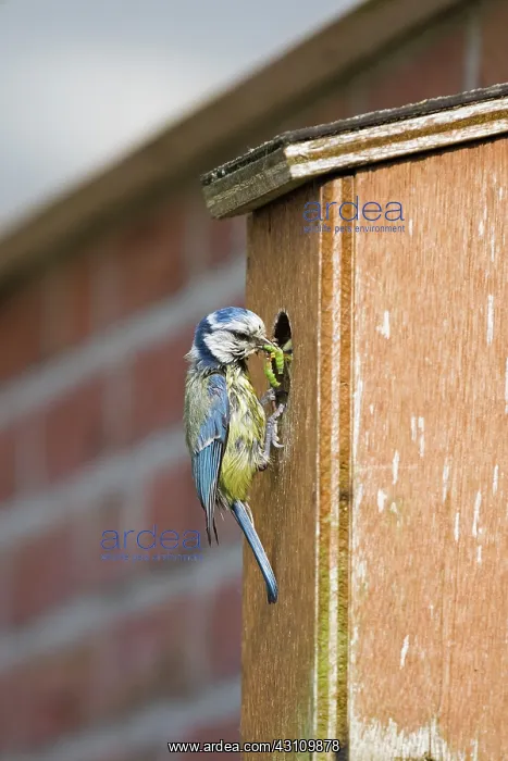 : Blue Tit. Eurasian Blue Tit (Cyanistes caeruleus) aduld feeding a juvenile in a birdhouse : Blue Tit. Eurasian Blue Tit (Cyanistes caeruleus) aduld feeding a juvenile in a birdhouse