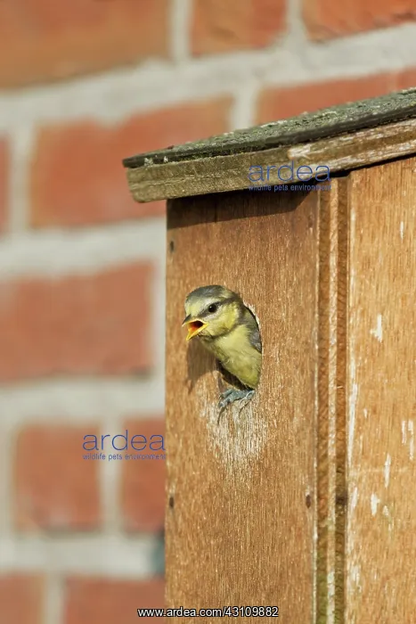 : Blue Tit (Cyanistes caeruleus) juvenile looking out from a birdhouse : Blue Tit (Cyanistes caeruleus) juvenile looking out from a birdhouse