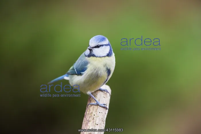 : Blue Tit. Adult Blue Tit (Cyanistes caeruleus) perched on a branch : Blue Tit. Adult Blue Tit (Cyanistes caeruleus) perched on a branch