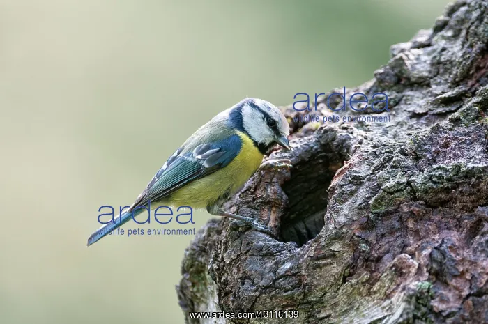 : Blue Tit (Parus caeruleus) at a natural nest in a tree : Blue Tit (Parus caeruleus) at a natural nest in a tree