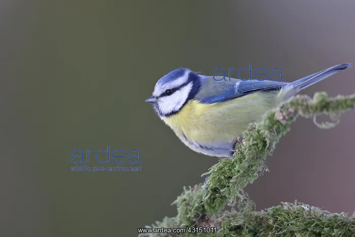 : Blue Tit. Adult Blue Tit (Cyanistes caeruleus) perched on a mossy branch : Blue Tit. Adult Blue Tit (Cyanistes caeruleus) perched on a mossy branch