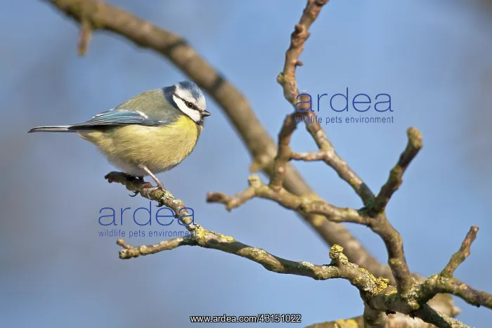 : Blue Tit. Adult Blue Tit (Cyanistes caeruleus) perched on tree branch : Blue Tit. Adult Blue Tit (Cyanistes caeruleus) perched on tree branch
