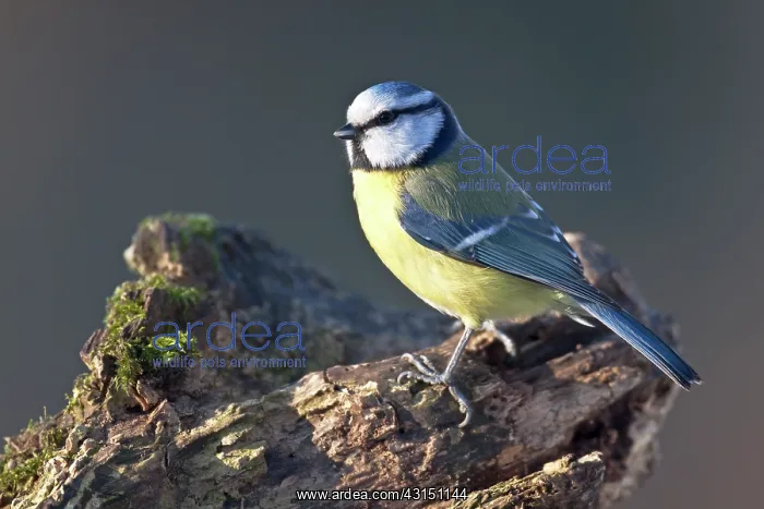 : Blue Tit. Adult Blue Tit (Cyanistes caeruleus) perched on a tree stump : Blue Tit. Adult Blue Tit (Cyanistes caeruleus) perched on a tree stump