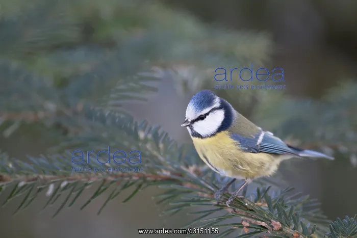 : Blue Tit. Adult Blue Tit (Cyanistes caeruleus) perched on a spruce branch : Blue Tit. Adult Blue Tit (Cyanistes caeruleus) perched on a spruce branch