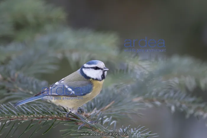 : Blue Tit. Adult Blue Tit (Cyanistes caeruleus) perched on a spruce branch : Blue Tit. Adult Blue Tit (Cyanistes caeruleus) perched on a spruce branch