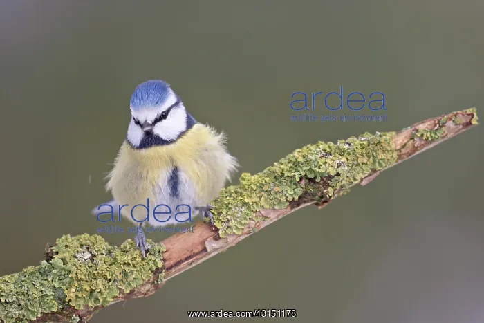 : Blue Tit. Adult Blue Tit (Cyanistes caeruleus) perched on a mossy branch : Blue Tit. Adult Blue Tit (Cyanistes caeruleus) perched on a mossy branch