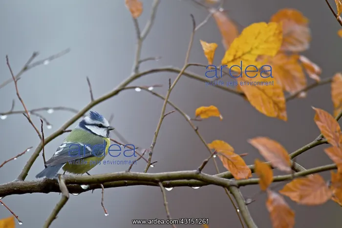 : Blue Tit. Adult Blue Tit (Cyanistes caeruleus) perched on a beech tree branch : Blue Tit. Adult Blue Tit (Cyanistes caeruleus) perched on a beech tree branch