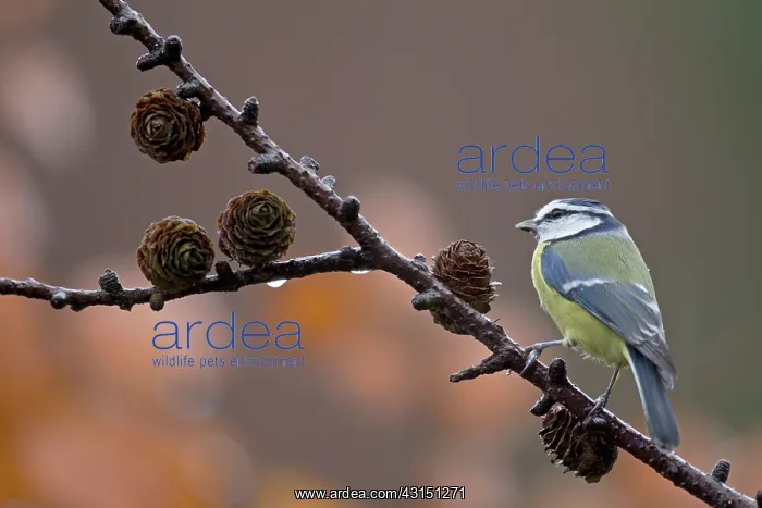 : Blue Tit. Adult Blue Tit (Cyanistes caeruleus) perched on a Larch branch : Blue Tit. Adult Blue Tit (Cyanistes caeruleus) perched on a Larch branch