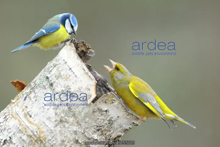: Blue Tit (Pares caeruleus) and Greenfinch (Carduelis chloris) fighting : Blue Tit (Pares caeruleus) and Greenfinch (Carduelis chloris) fighting
