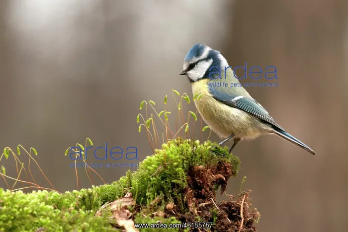 : Blue Tit (Parus caeruleus) perched on moss : Blue Tit (Parus caeruleus) perched on moss