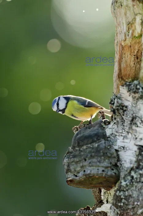: Blue Tit. A Blue tit (Parus caeruleus) sitting on a Polypore : Blue Tit. A Blue tit (Parus caeruleus) sitting on a Polypore