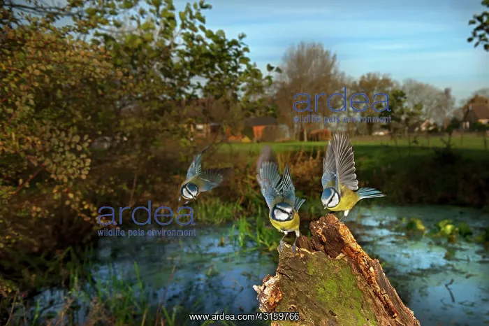 : Blue Tit (Cyanistes caeruleus) two on tree trunk and one in flight in backyard : Blue Tit (Cyanistes caeruleus) two on tree trunk and one in flight in backyard