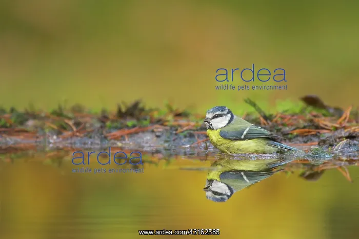 : Blue Tit (Parus caeruleus) standing in pool with mirror, The Netherlands, Utrecht : Blue Tit (Parus caeruleus) standing in pool with mirror, The Netherlands, Utrecht
