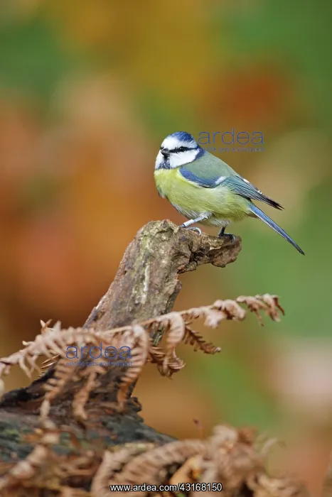 : Blue Tit (Cyanistes caeruleus) adult perched on branch : Blue Tit (Cyanistes caeruleus) adult perched on branch