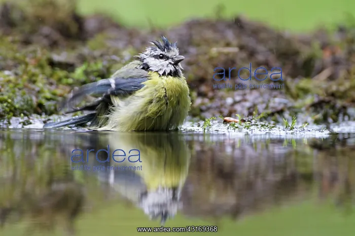 : Blue Tit (Cyanistes caeruleus) adult taking a bath : Blue Tit (Cyanistes caeruleus) adult taking a bath