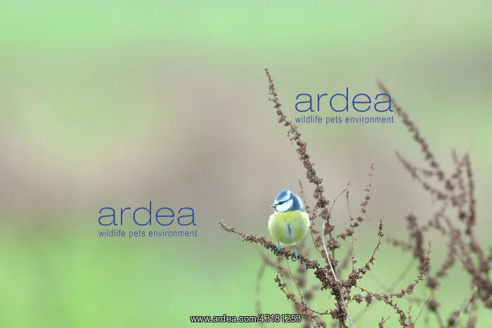 : Blue Tit (Parus caeruleus) perched on unidentified plants : Blue Tit (Parus caeruleus) perched on unidentified plants