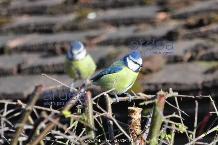 : Blue Tit : Blue Tit