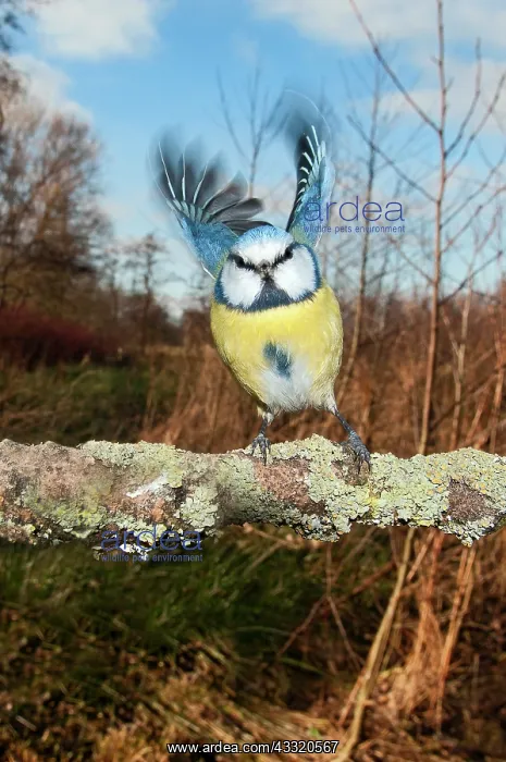 : Blue Tit (Cyanistes caeruleus) perched on a branch in backyard : Blue Tit (Cyanistes caeruleus) perched on a branch in backyard