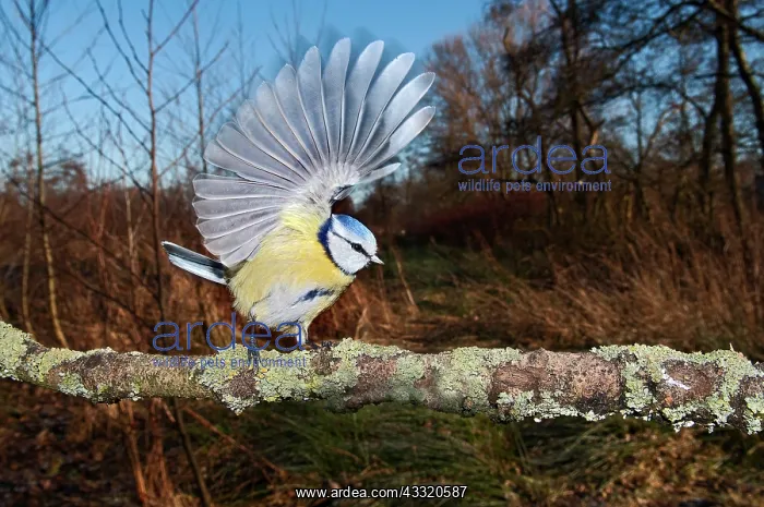 : Blue Tit (Cyanistes caeruleus) perched on a branch in backyard : Blue Tit (Cyanistes caeruleus) perched on a branch in backyard