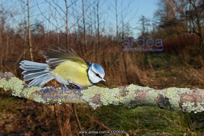 : Blue Tit (Cyanistes caeruleus) perched on a branch in backyard : Blue Tit (Cyanistes caeruleus) perched on a branch in backyard