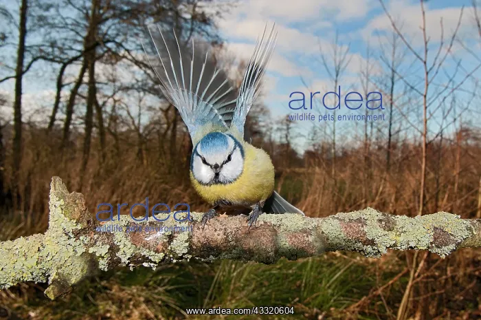 : Blue Tit (Cyanistes caeruleus) perched on a branch in backyard