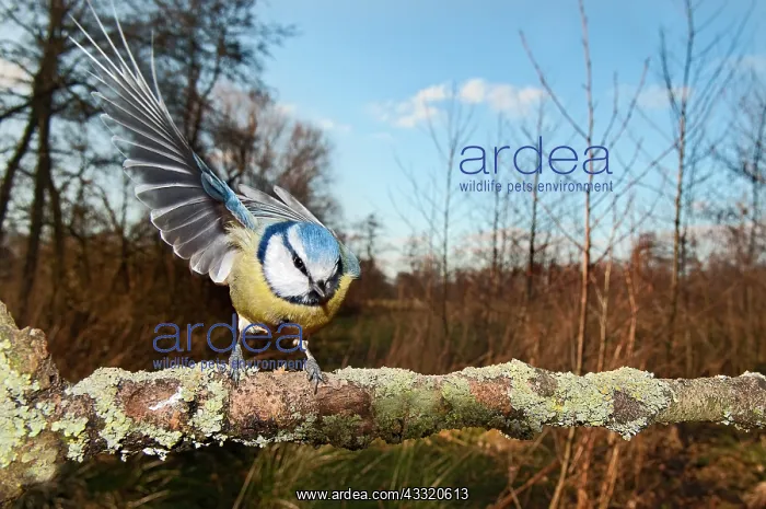 : Blue Tit (Cyanistes caeruleus) perched on a branch in backyard : Blue Tit (Cyanistes caeruleus) perched on a branch in backyard