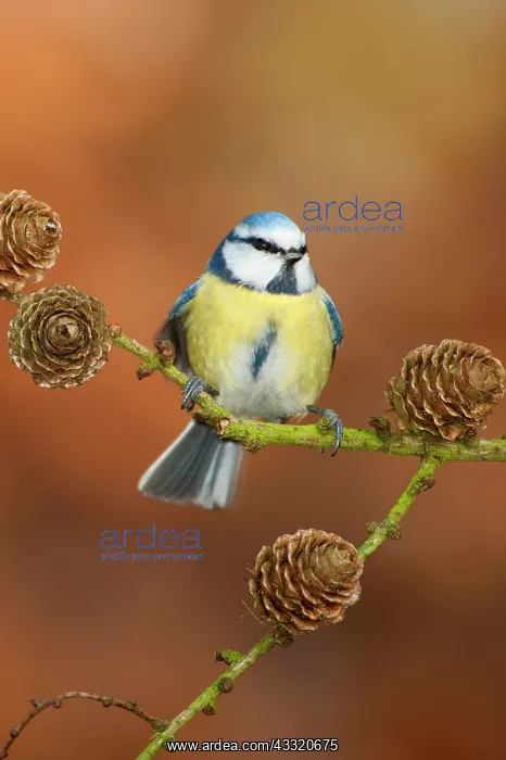 : Blue Tit (Cyanistes caeruleus) perched on a branch in backyard : Blue Tit (Cyanistes caeruleus) perched on a branch in backyard