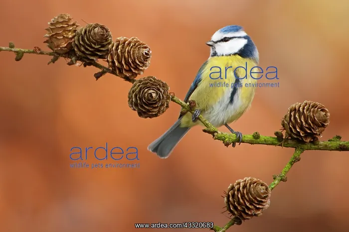 : Blue Tit (Cyanistes caeruleus) perched on a branch in backyard : Blue Tit (Cyanistes caeruleus) perched on a branch in backyard