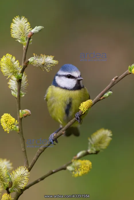 : Blue Tit (Parus caeruleus). Cornwall - UK : Blue Tit (Parus caeruleus). Cornwall - UK