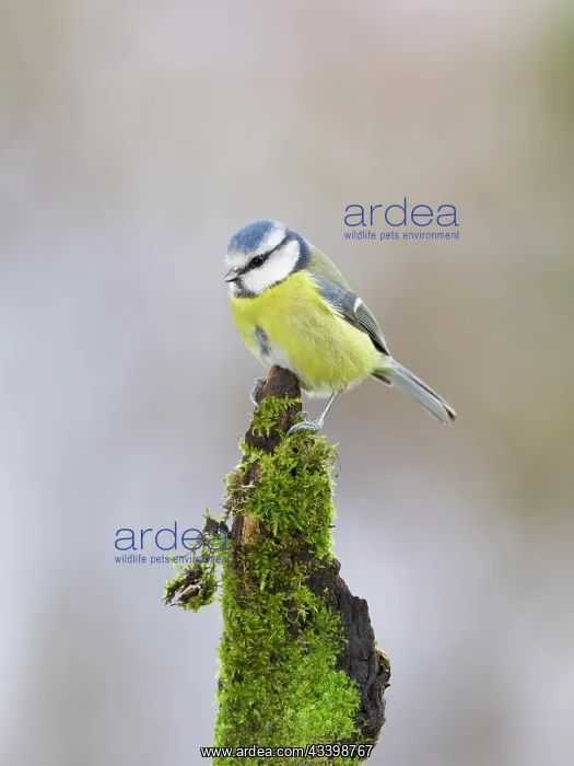 : Blue tit : Blue tit