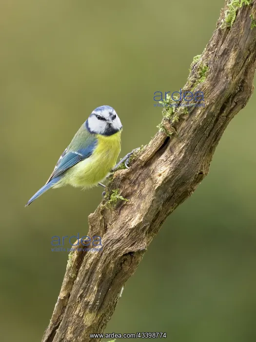: Blue tit : Blue tit