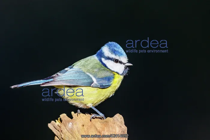 : BLUE TIT. France, Bretagne, Ille et Vilaine, Msange bleue : BLUE TIT. France, Bretagne, Ille et Vilaine, Msange bleue
