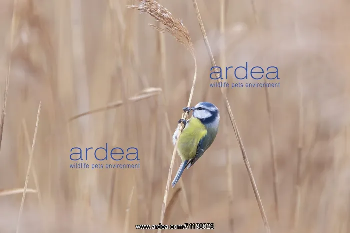 : Blue Tit ~ adult bird foraging in reed ~ Germany : Blue Tit ~ adult bird foraging in reed ~ Germany