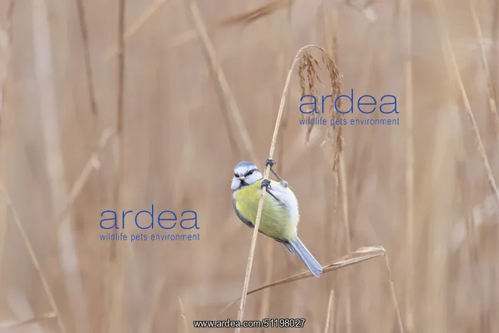 : Blue Tit ~ adult bird foraging in reed ~ Germany : Blue Tit ~ adult bird foraging in reed ~ Germany