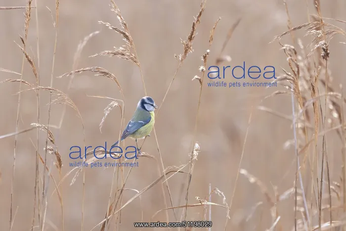 : Blue Tit ~ adult bird foraging in reed ~ Germany : Blue Tit ~ adult bird foraging in reed ~ Germany