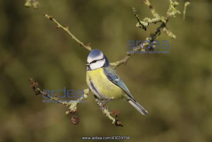  : Blue Tit adult