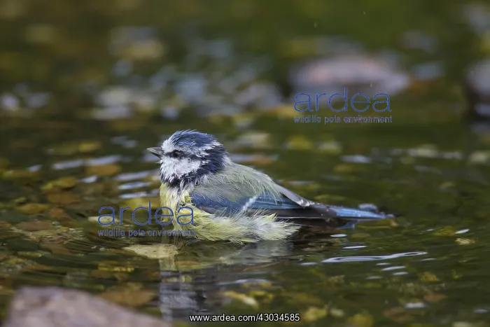  : Blue Tit - adult bird bathing - Germany
